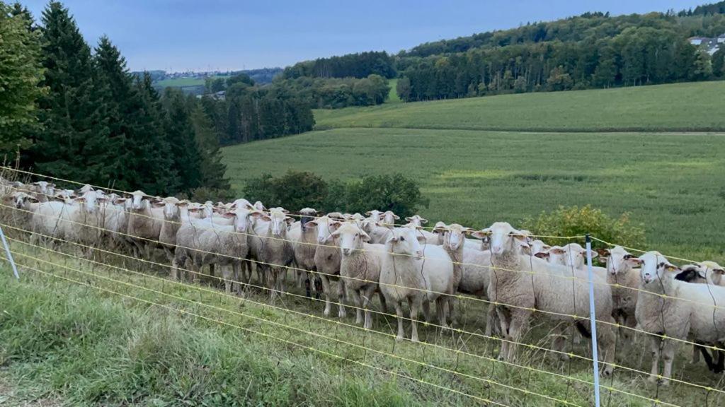 Deine-Eifel-Ferienwohnung Feusdorf Екстериор снимка